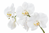 Fototapeta Storczyk - The branch of orchids on a white background