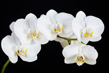 The Branch Of White Orchid On A Black Background