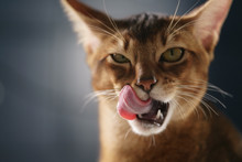 Young Abyssinian Cat Licking Lips Closeup Portrait