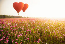 Hot Air Balloon Over Cosmos Flowers With Blue Sky
