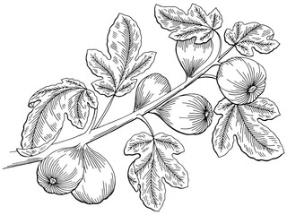 Fig graphic tree black white isolated sketch illustration vector