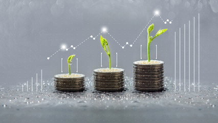 trees growing on coins, business with csr practice, save and growing finance