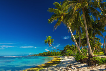 Wall Mural - Tropical beach on Samoa Island with coconut palm trees