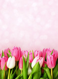 Pink tulip flowers background