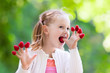 © famveldman - Child picking and eating raspberry in summer