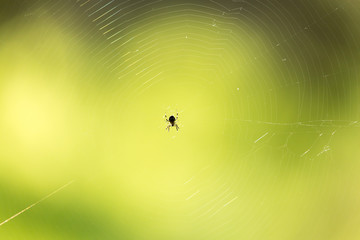 spider on a web in nature