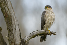 Sparrowhawk Accipiter Nisus - A Portrait Of Perching Adult Bird Sitting On Dead Tree Branch, Natural, Colorful Background