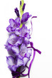 a romantic violet flower gladiola with purple ribbon over white background