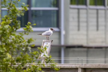 Sticker - Black Headed gull sitting on a plate