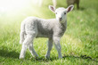 Osterzeit - niedliches Lamm auf einer lichtdurchfluteten Frühlingswiese