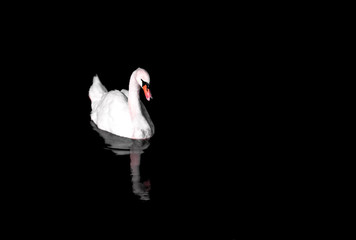 Wall Mural - White Swan (Cygnus atratus) in the lake with dark background