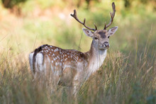 Fallow Deer (Dama Dama)/Fallow Deer In Long Grass And Bracken