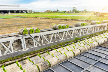 Transportation forwarders Young rice sprout From the box to the truck