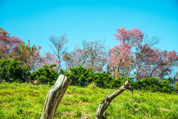 Poster - Cherry blossom park with blue sky