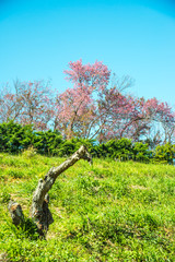 Poster - Cherry blossom park with blue sky