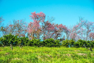 Poster - Cherry blossom park with blue sky