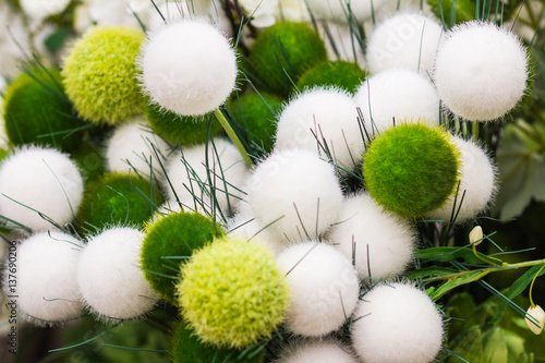 Fotografie, Obraz Beautiful fluffy, gracefully, lots of decorative round plant.