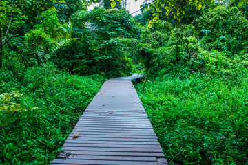 Wall Mural - Walkway in national park