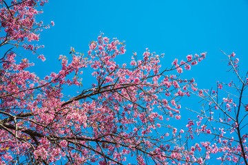 Poster - Cherry blossom trees with blue sky