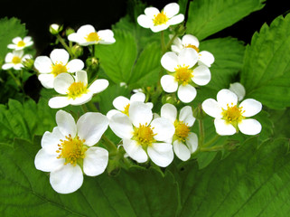 blossoming strawberry