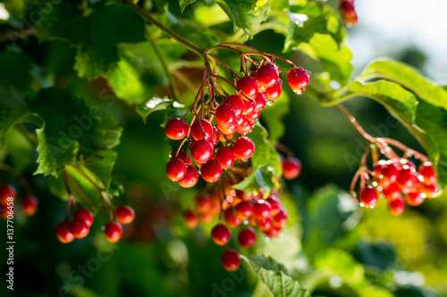 Branches Of Viburnum Viburnum Opulus Berries With Its Leaves Viburnum Fruit On The Tree Ukrainian Kalina Healthy Lifestyle Fructarians Honey Medicinal And Edible Plant Buy This Stock Photo And Explore Similar Images At