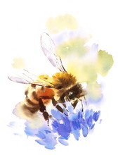 Watercolor Honey Bee On Blue Flower Hand Painted Summer Illustration 
