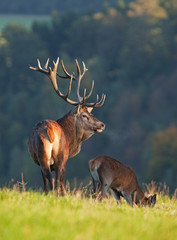 Wall Mural - red deer, cervus elaphus, czech republic