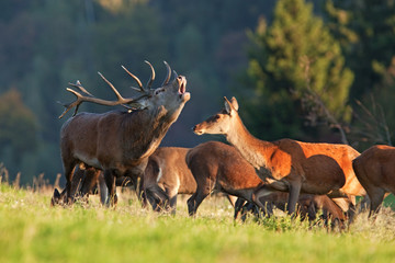 Wall Mural - red deer, cervus elaphus, czech republic
