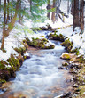 nature in springtime when the snow is melting. scenery, landscape at the beginning of the spring with a stream, flowing water, among the fir trees in the woods. outdoors, spring background