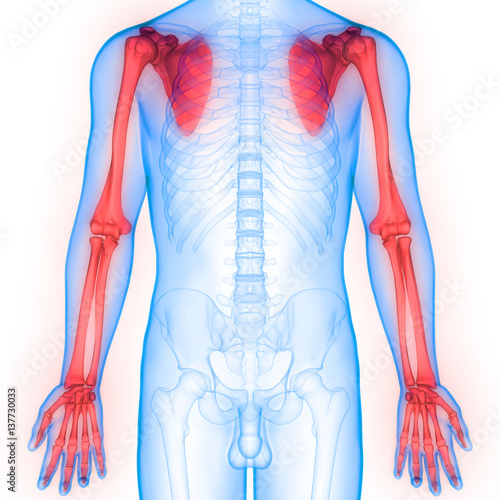 Human Body Bone Joint Pains Anatomy (Upper Limbs) Stock Illustration