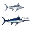 Marlin fish vector isolated sketch icon