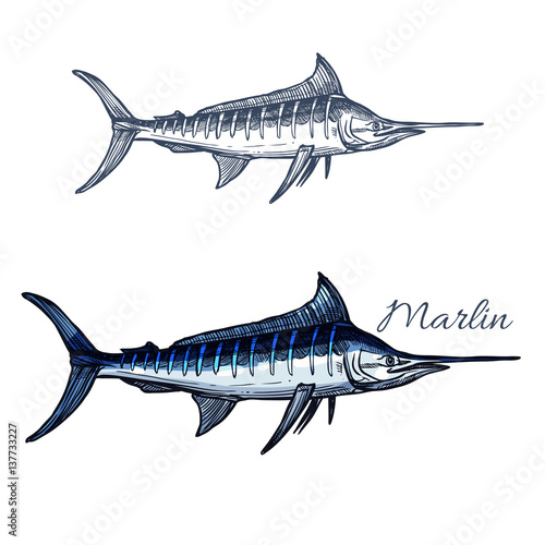 Fotomural Marlin fish vector isolated sketch icon