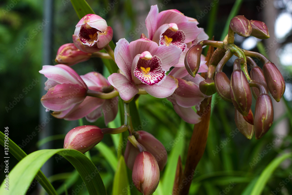 Pink Cymbidium in pot. Flower and bud of orchid - obrazy, fototapety, plakaty 