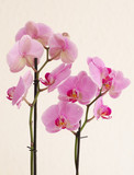 Fototapeta Storczyk - pink orquids blooms
