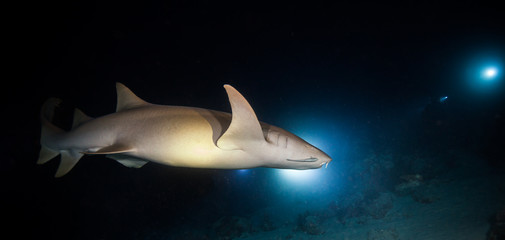 Bonnethead shark hunting at night