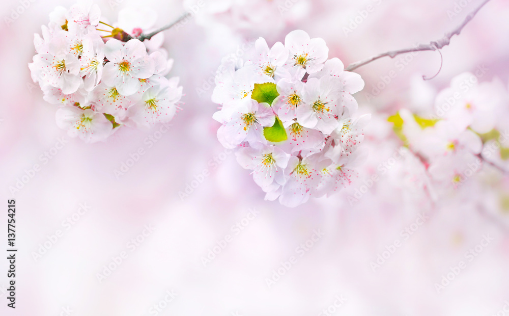 Big beautiful pink and white cherry flowers in spring outdoor macro close-up on a soft blurred light background. Floral background desktop wallpaper a postcard. Romantic soft gentle artistic image. - obrazy, fototapety, plakaty 