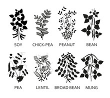 Silhouettes Of Legumes Plants With Leaves, Pods And Flowers. Vector Illustration.
