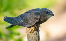 Common Swift (Apus Apus) Sitting On A Branch