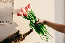 Stylish Hipster Girl Playing With Her Cute Cat With Tulips In Morning In Room. Funny Moments At Home In Soft Sunny Light In Springtime. Space For Text
