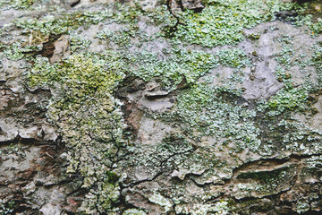 Texture of tree bark with moss. Natural background.