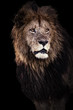 Portrait of big Lion Lipstick in Masai Mara, Kenya