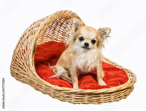 Long Hair Chihuahua Lying And Sitting On Red Pillow Buy This