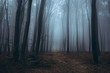 Dark trail in foggy forest