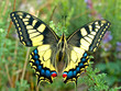 Swallowtail butterfly, Papilio machaon