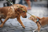 Fototapeta  - The meeting of two dogs with the leash on the street