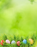 Fototapeta Tulipany - Row of Easter eggs in Fresh Green Grass