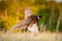 Pheasant Flying JCR2977_006