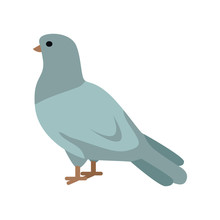 Pigeon Vector Illustration In Flat Design