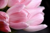 Fototapeta Tulipany - Grußkarte - rosa Tulpen - Tulpenstrauß Nostalgisch