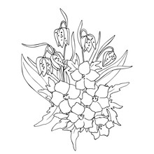 Vector Black White Contour Sketch Of Wild Flowers 